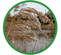 Phragmites (common reed). Photo by Mhairi McFarlane.