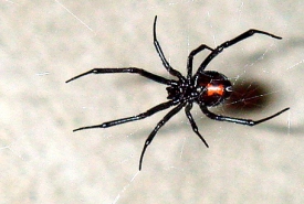 northern black widow spider bite