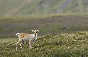 The boreal and Arctic regions support wide-ranging mammals like caribou, wolf, marten and lynx. (Photo by Parks Canada)