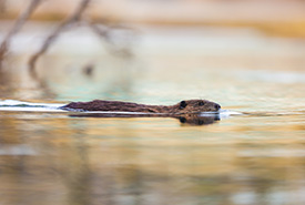 Beaver (Photo Brent Calver)