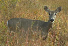 Deer (Photo by Reconyx Wildlife Cameras)