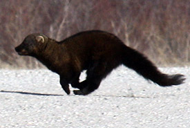 weasel family fisher
