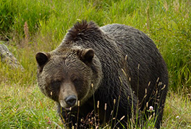 Grizzly bears are known to roam through Cottonwood Lake Conservation Area (Photo by Jenel Bode)