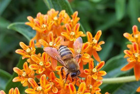 Honeybee on butterflyweed (Photo by NCC)