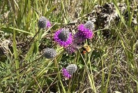 A purple prairie clover photographed at the 2024 Wanuskewin BioBlitz