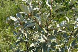 A wolf willow photographed at the 2024 Wanuskewin BioBlitz (Photo by NCC)