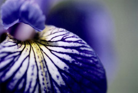 Blue Flag Iris (Photo by NCC)