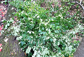 Cut buckthorn (Photo by NCC)