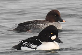 Common goldeneye male (front) and female (back) on the water in Hamilton, ON (Photo Bonnie Kinder, CC BY-NC 4.0)