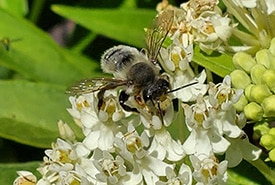 Megachile (leafcutter, mortar, and resin) bee on swamp milkweed (Photo Sarah Ludlow)