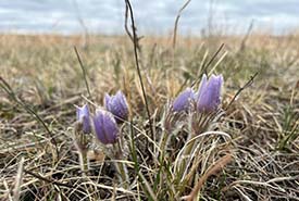 Pulsatille multifide, Wabano Aki, Man. (Photo Lauren James/CNC)