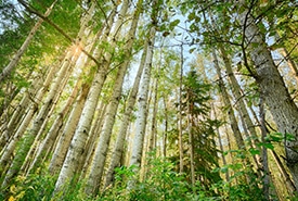 Conserve Image Boreal Busenius Property Ab Kyle Marquardt Thumb