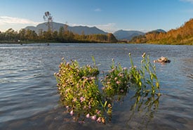 Carey Island River Fernando Lessa Thumb