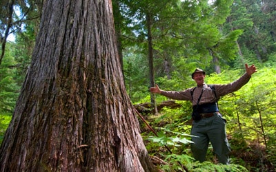 Darkwood Tree BC Bruce Kirkby Custom