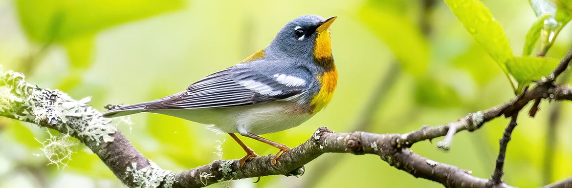 Northern Parula 7779 LL Steven McGrath Banner Med