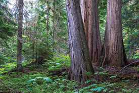 Darkwoods Trees Gordon Macpherson Thumb