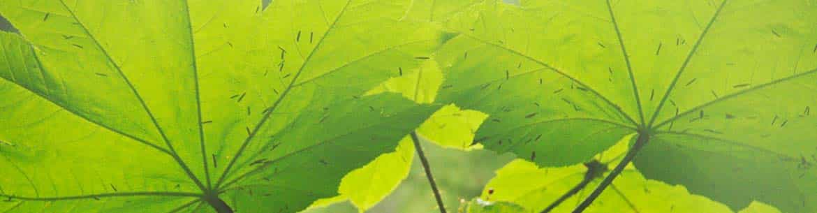 Devils Club Ellerslie Creek