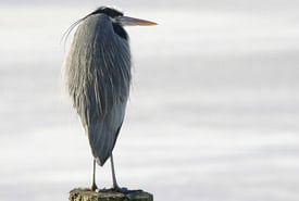 Great Blue Heron Bill Hubick Thumb