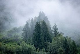 Misty temperate rainforest in Incomappleux (Photo Paul Zizka)