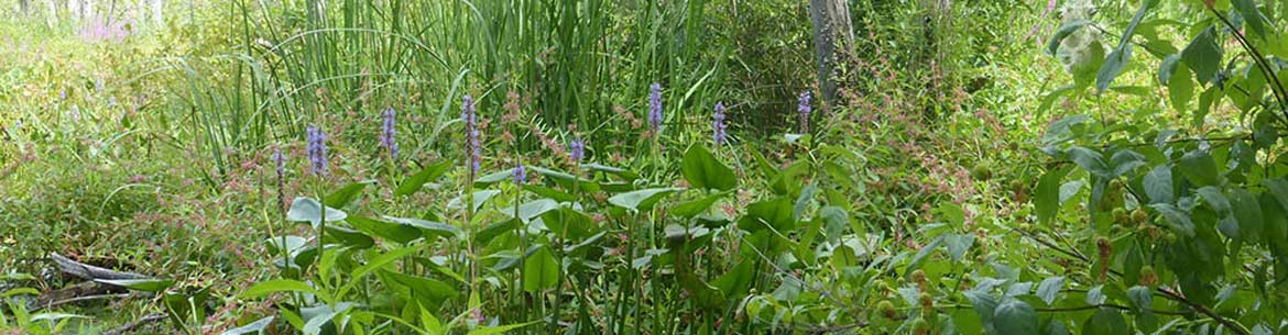 Pontederie Cephalanthus