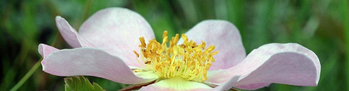 Prairie Rose Karol Dabbs Banner Sm