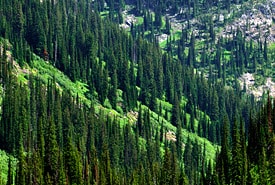 Valley view, Darkwoods, British Columbia (Photo by Tim Ennis/NCC)