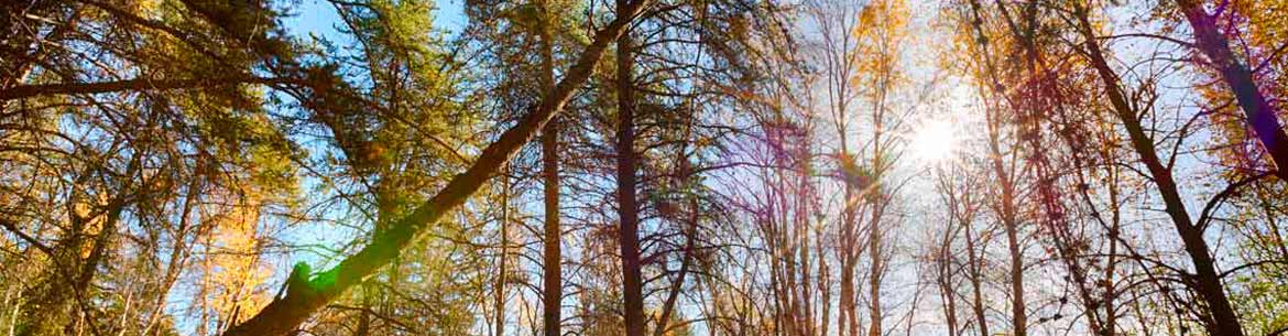 Bunchberry Meadows Conservation Area