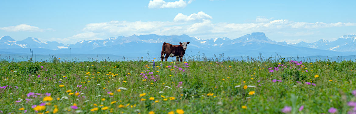 Cow On Grasslands