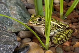 Northern Leopard Frog Adobe Stock Thumb