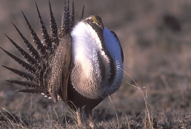 Sage Grouse Gordon Court Thumb