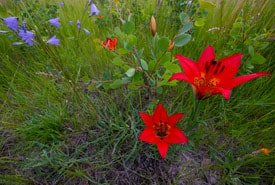 Wildflowers At Asquith SK Photo By Jason Bantle Thumb