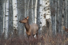 Cow Elk Riding Mountain Aspen Parkland Ncc Thumb