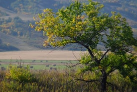 Fairy Hill, SK (Photo by Cherie Westmoreland)