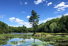 Frontenac Arch Wetland Ncc Thumb
