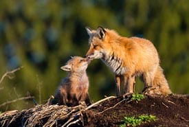 Red Fox And Kit IStock Thumb