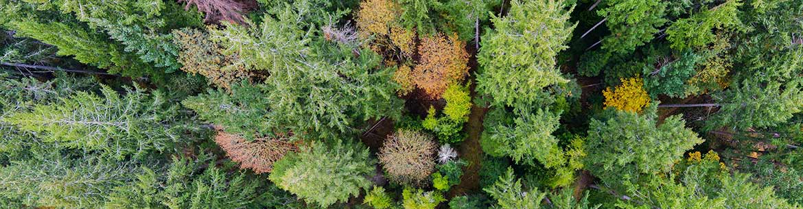 Reginald Hill By Fernando Lessa Bc Banner Sm