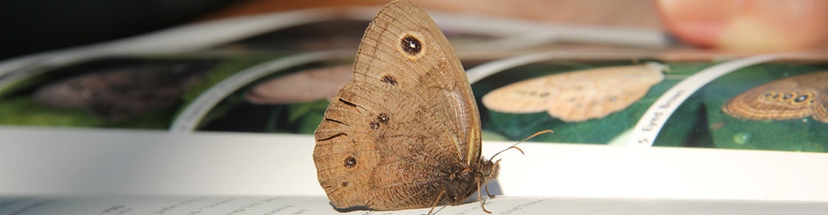 Rice Lake Plains Butterfly Count