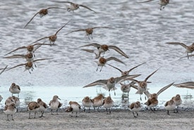 Sanderlings Mackie Ranch Sk Jason Bantle Thumb