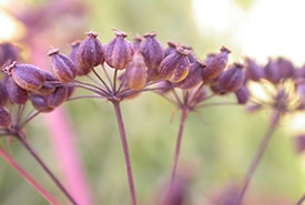 Cicutaire de Victorin (photo de Frédéric Coursol)