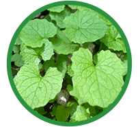 Garlic Mustard Carolyn Davies Custom