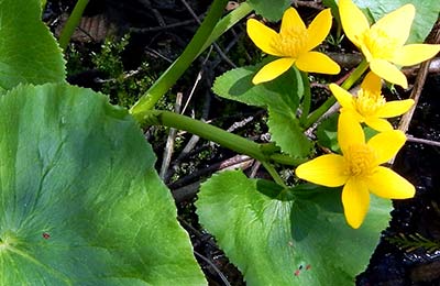 Inverness Property Marsh Marigold PEI NCC Custom