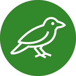 NCC Icon CircleBG VibrantGreen Bird