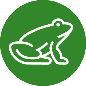 Vibrant Green Frog NCC icon