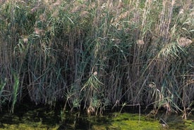 Pelee Island Phrag Kyle Borrowman Thumb