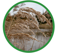 Phragmites Mhairi McFarlane Custom