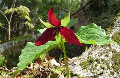 Red Trillium HVF NCC Custom