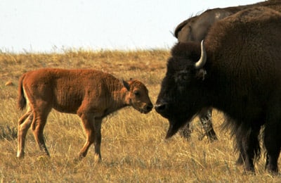 Bison Calf Don Dabbs Custom