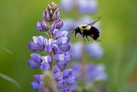 Bumblebee, Southern Norfolk Sand Plain, ON. (Photo Mhairi McFarlane)