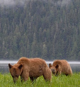 Grizzly bears, BC (Photo by Nature Picture Library / Alamy Stock Photo)
