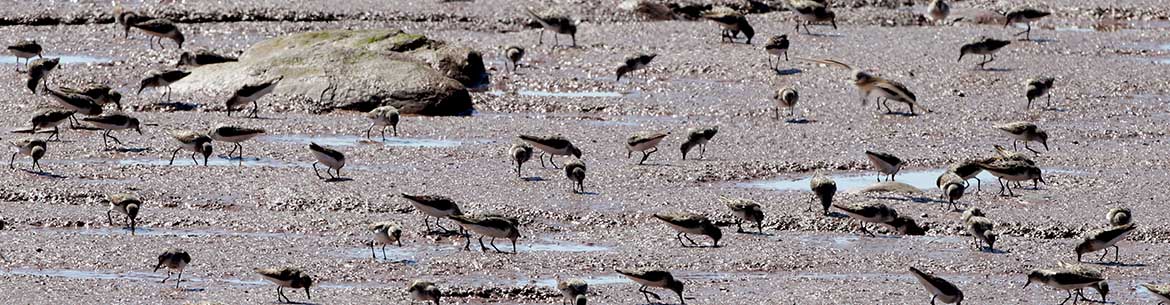 Johnsons Mills Nb Mike Dembeck Banner Sm